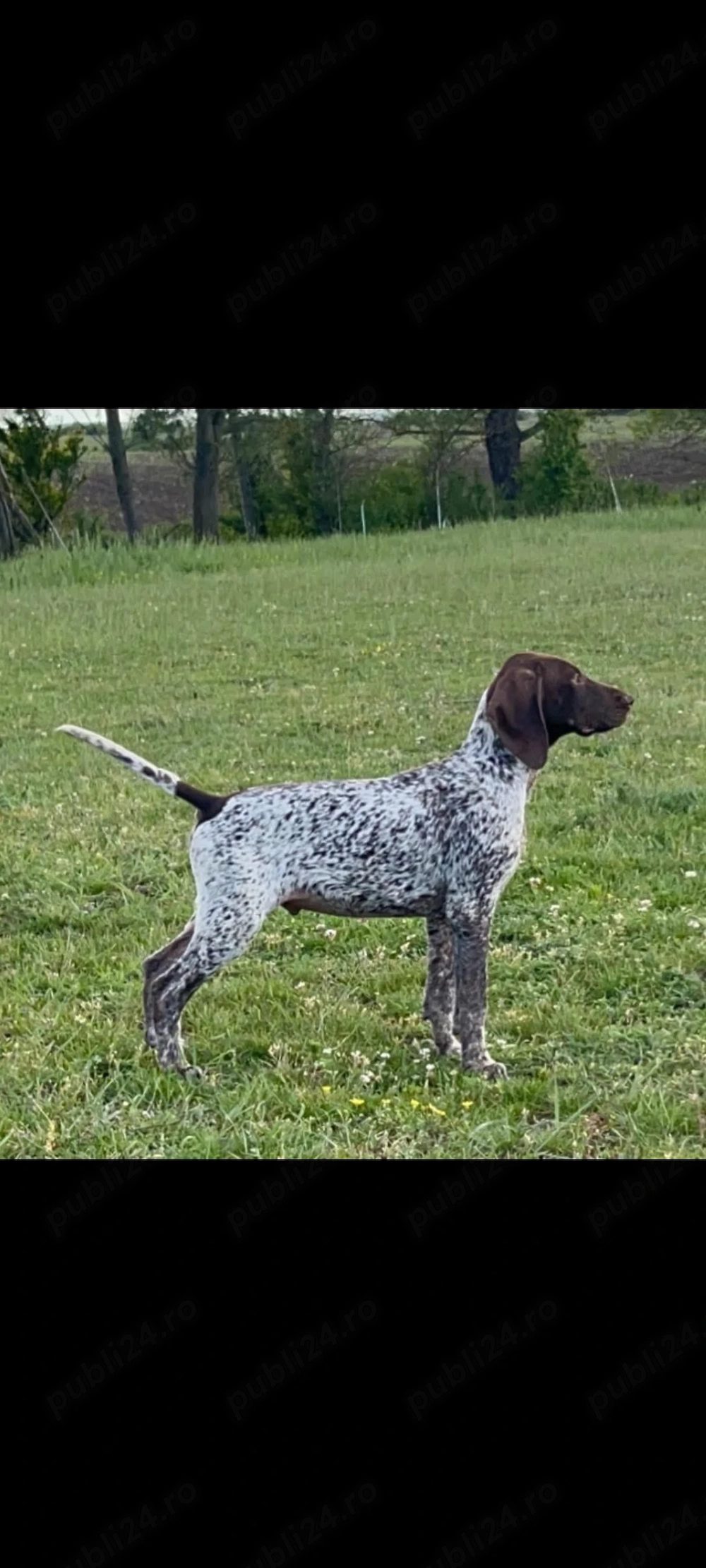 Brac german cu pedigree 