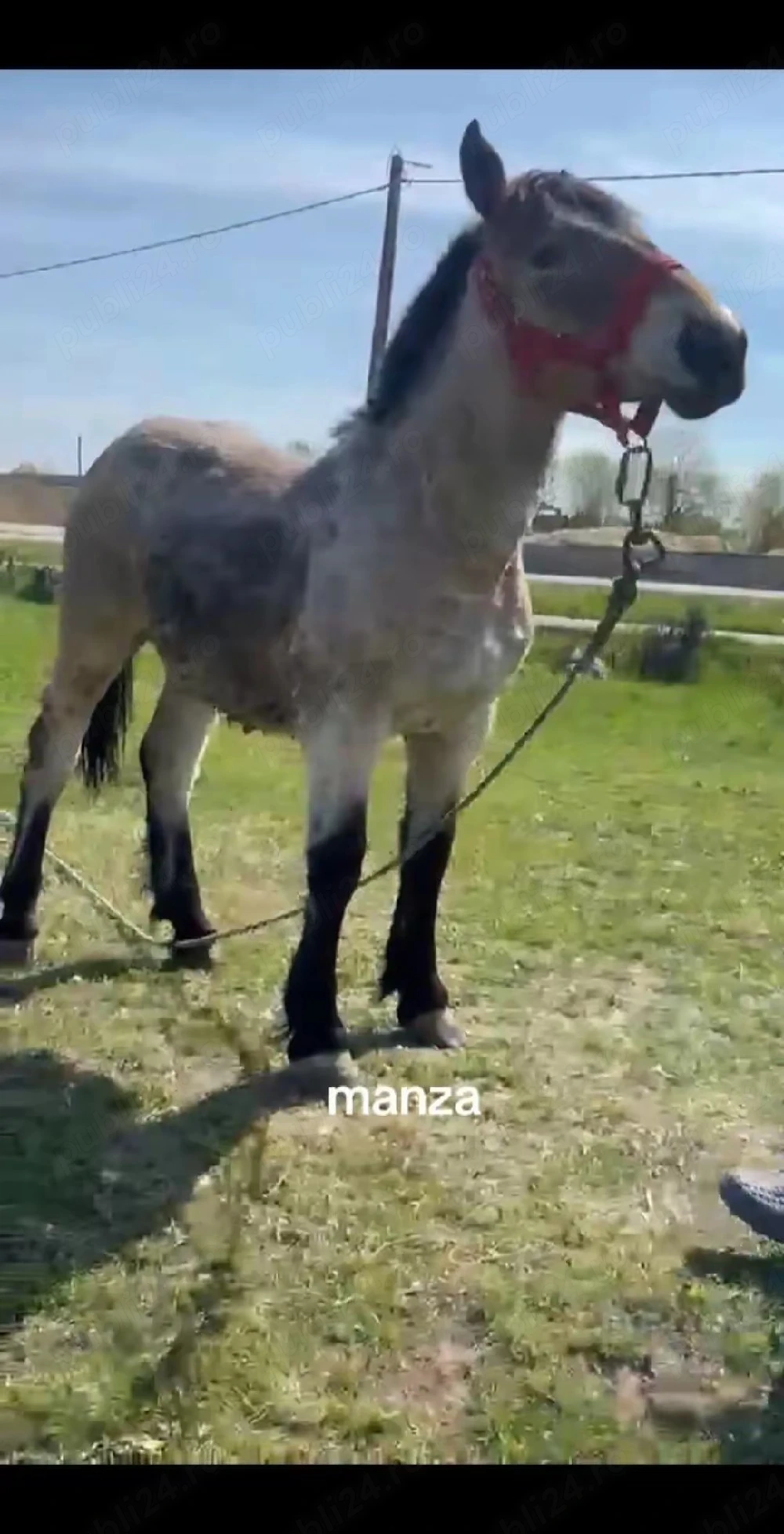 manza de vanzare