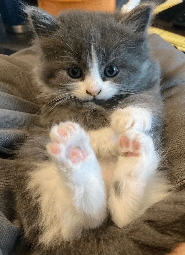 Siberiana de padure 