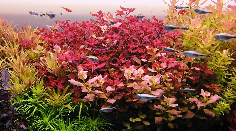 Plante de acvariu
