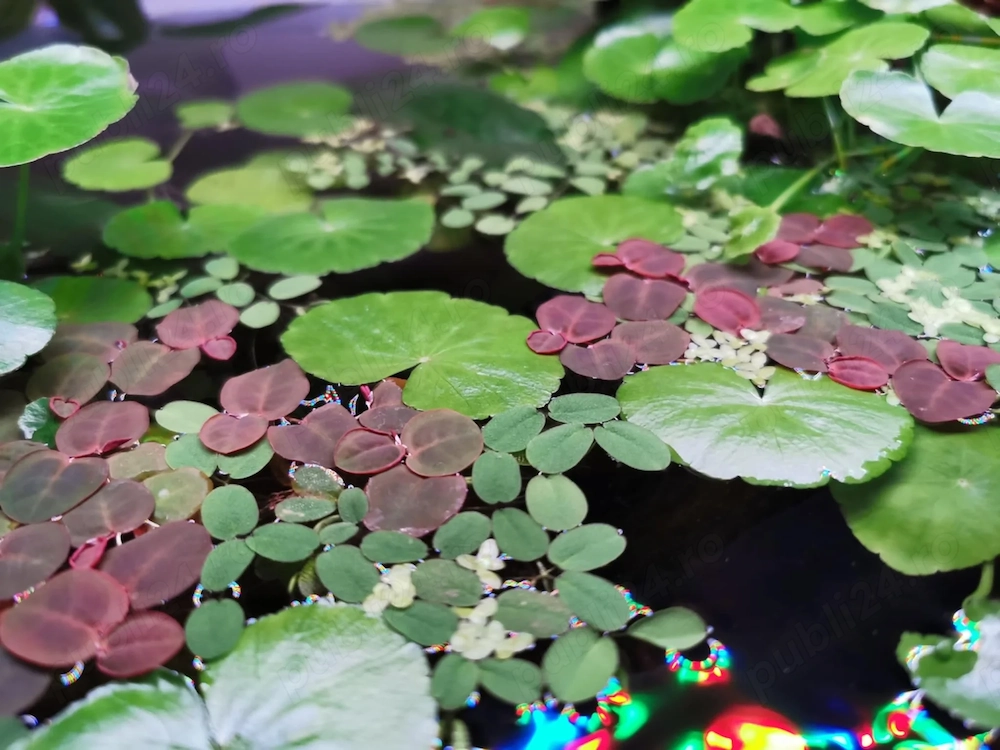 Plante de acvariu