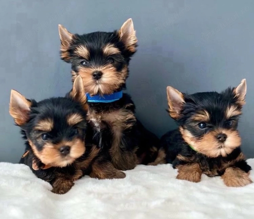 Mini catelusi Yorkshire Terrier