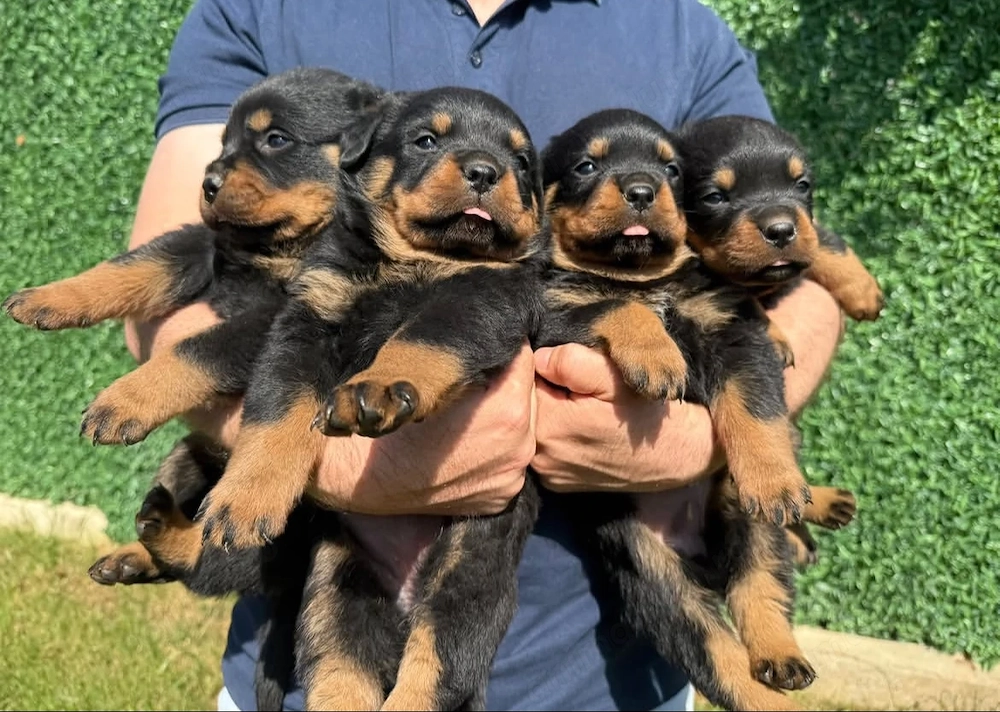 catelusi rottweiler