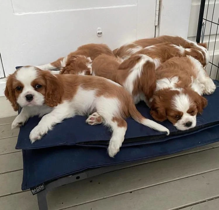 Cățeluși Cavalier King Charles spaniel