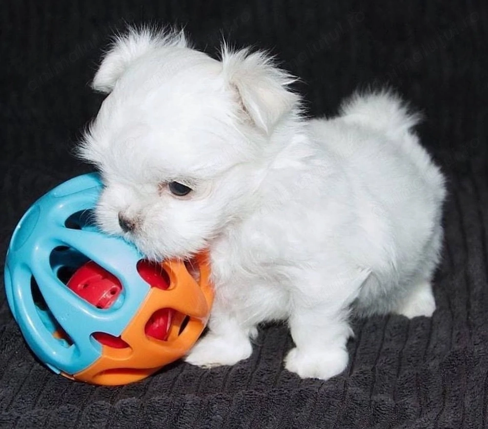 Mini catelusi maltezi