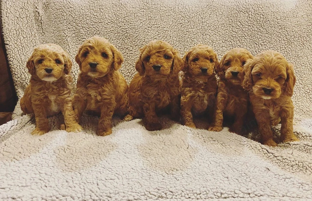 Cățeluși Cockapoo