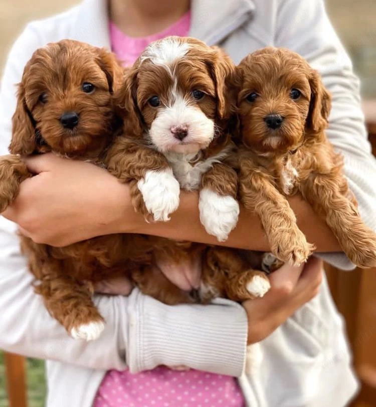 Mini catelusi Cavapoo