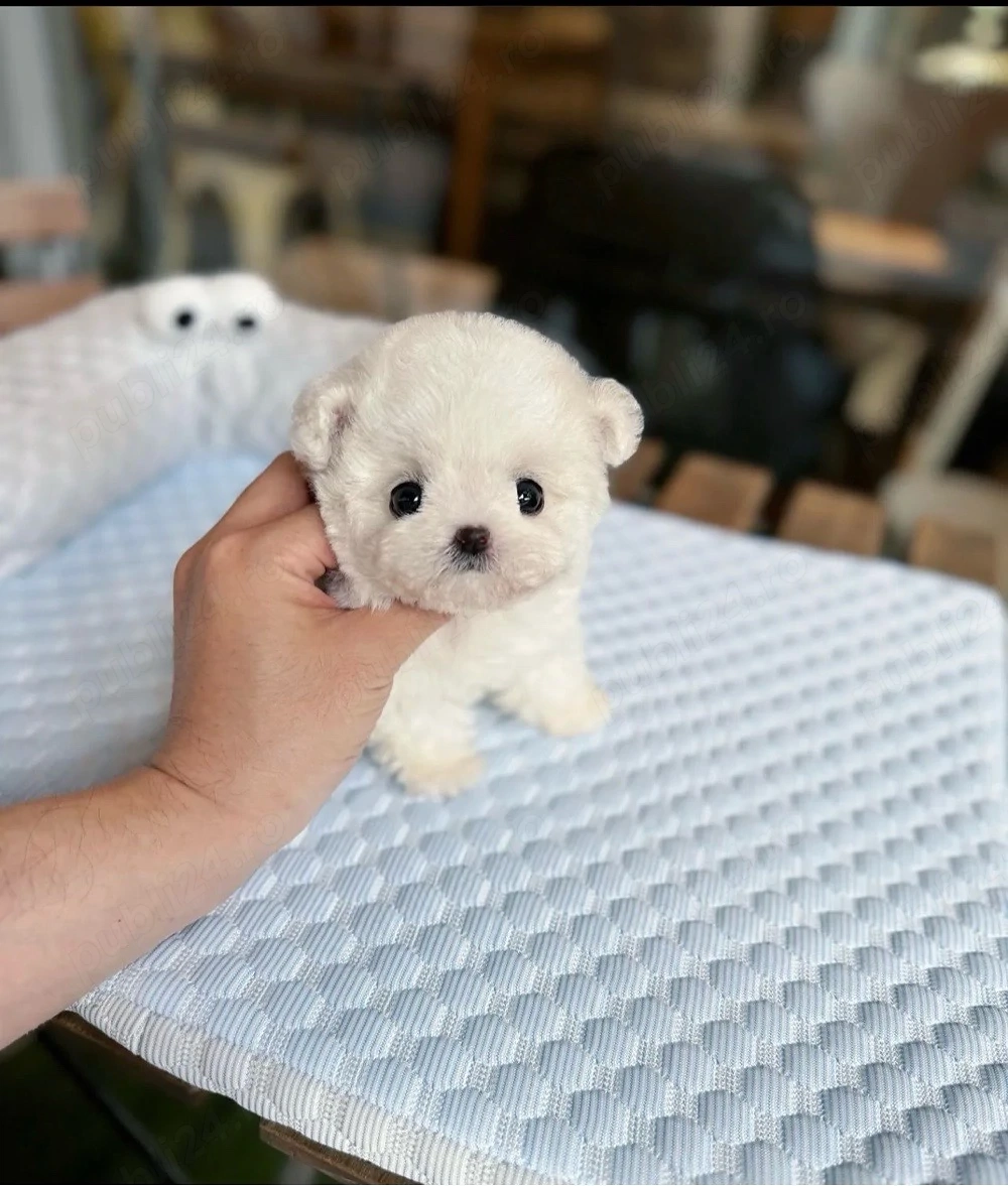 Bichon Maltez Mini Toy 