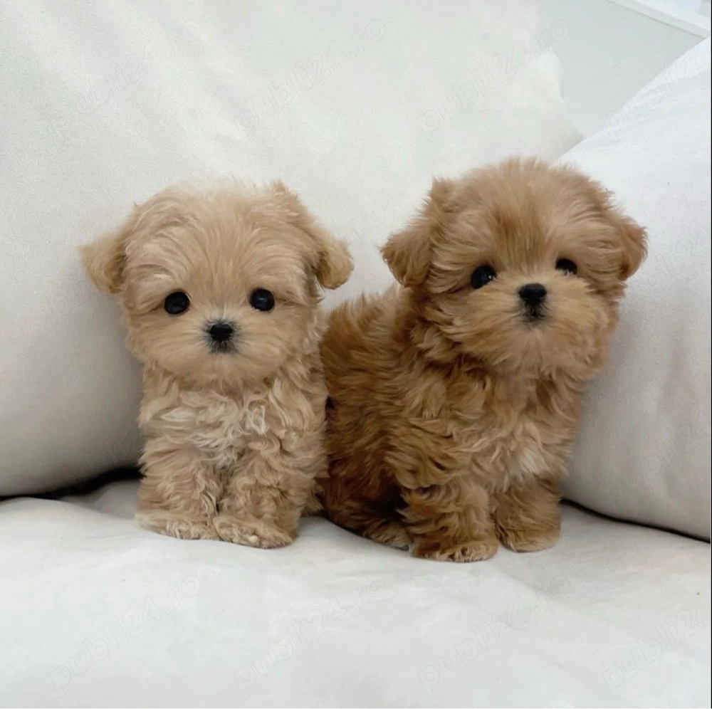 Maltipoo Mini Toy