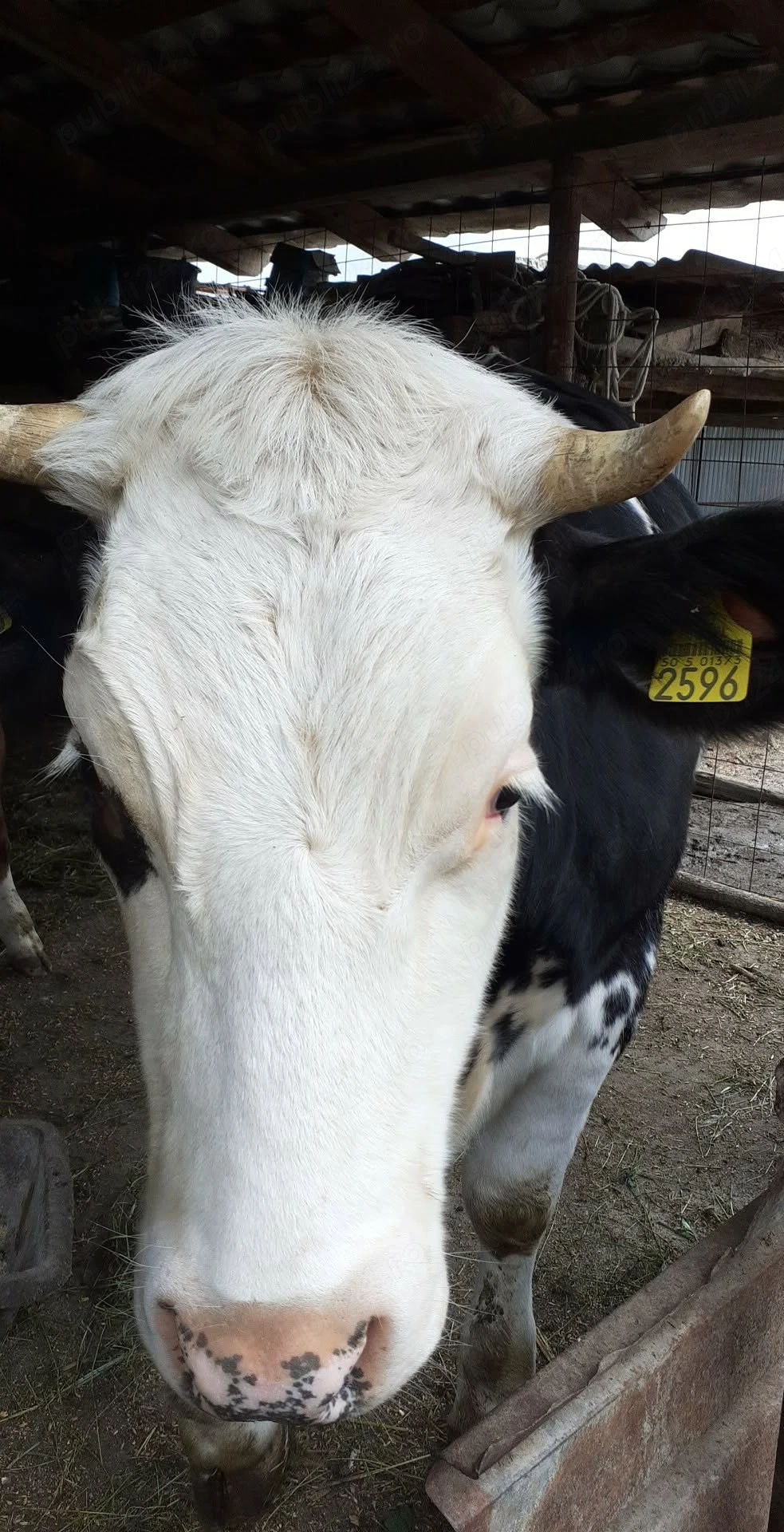 De vanzare juninca angus  gestanta in 4 luni jumate