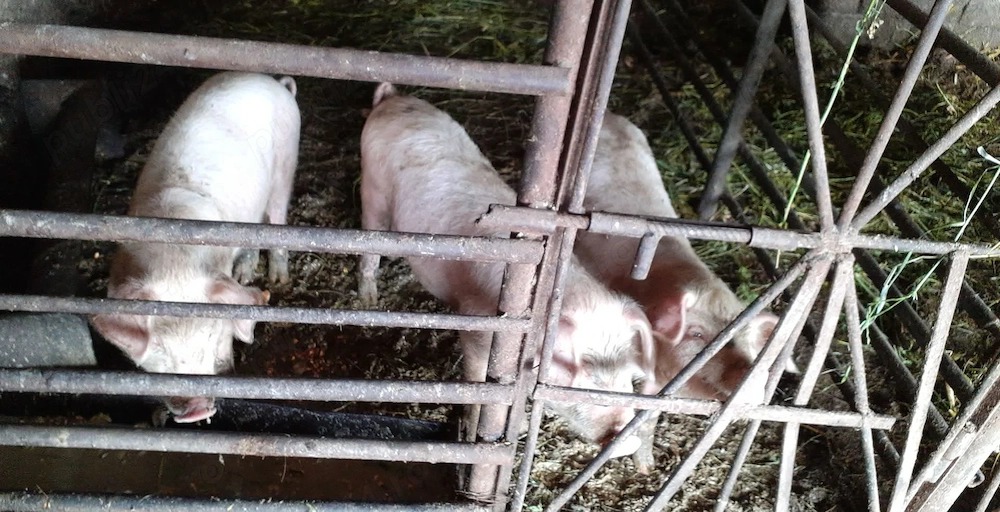 Vând porci crescuți la casa  7 săptămâni! 