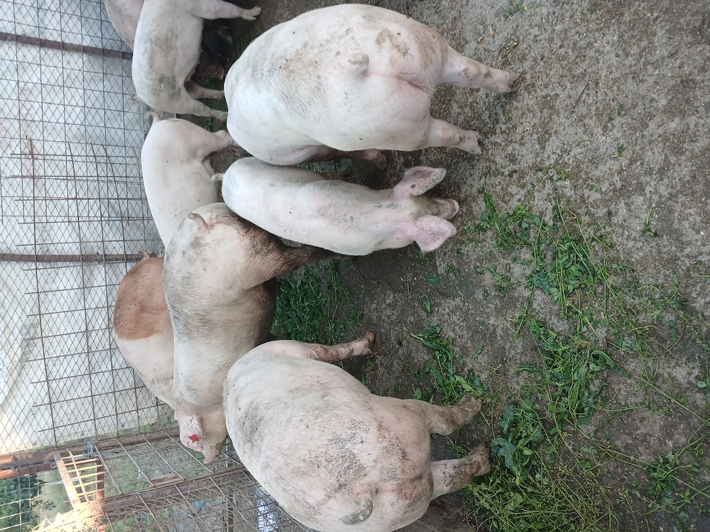 Porci 100 120 kg @ Loc. Suhaia 