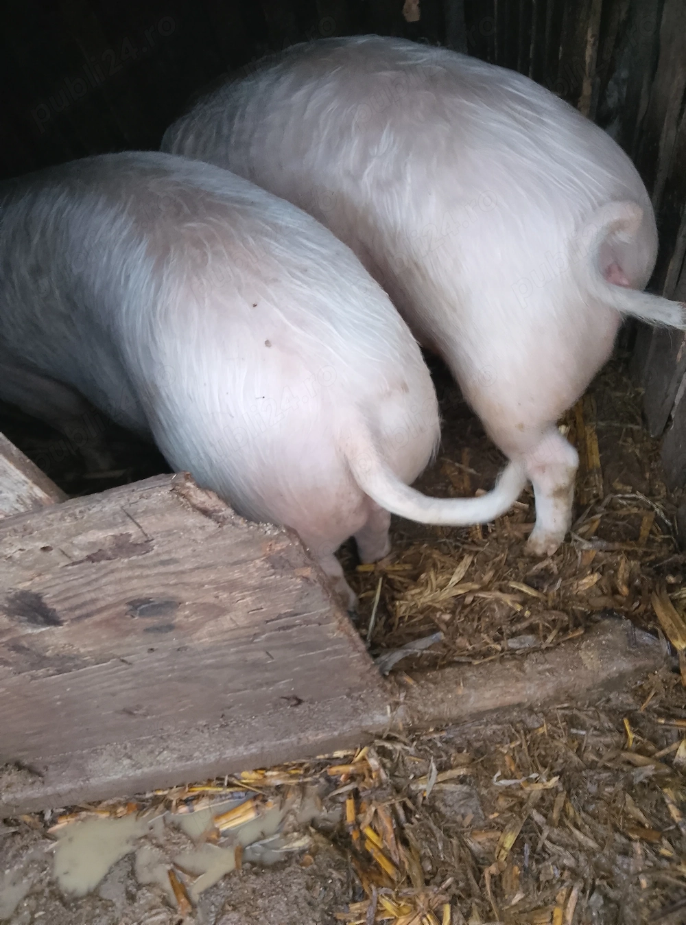 Porci din gospodarie
