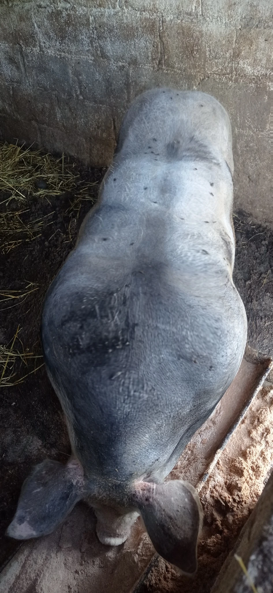 De vânzare  purcea 120 kg
