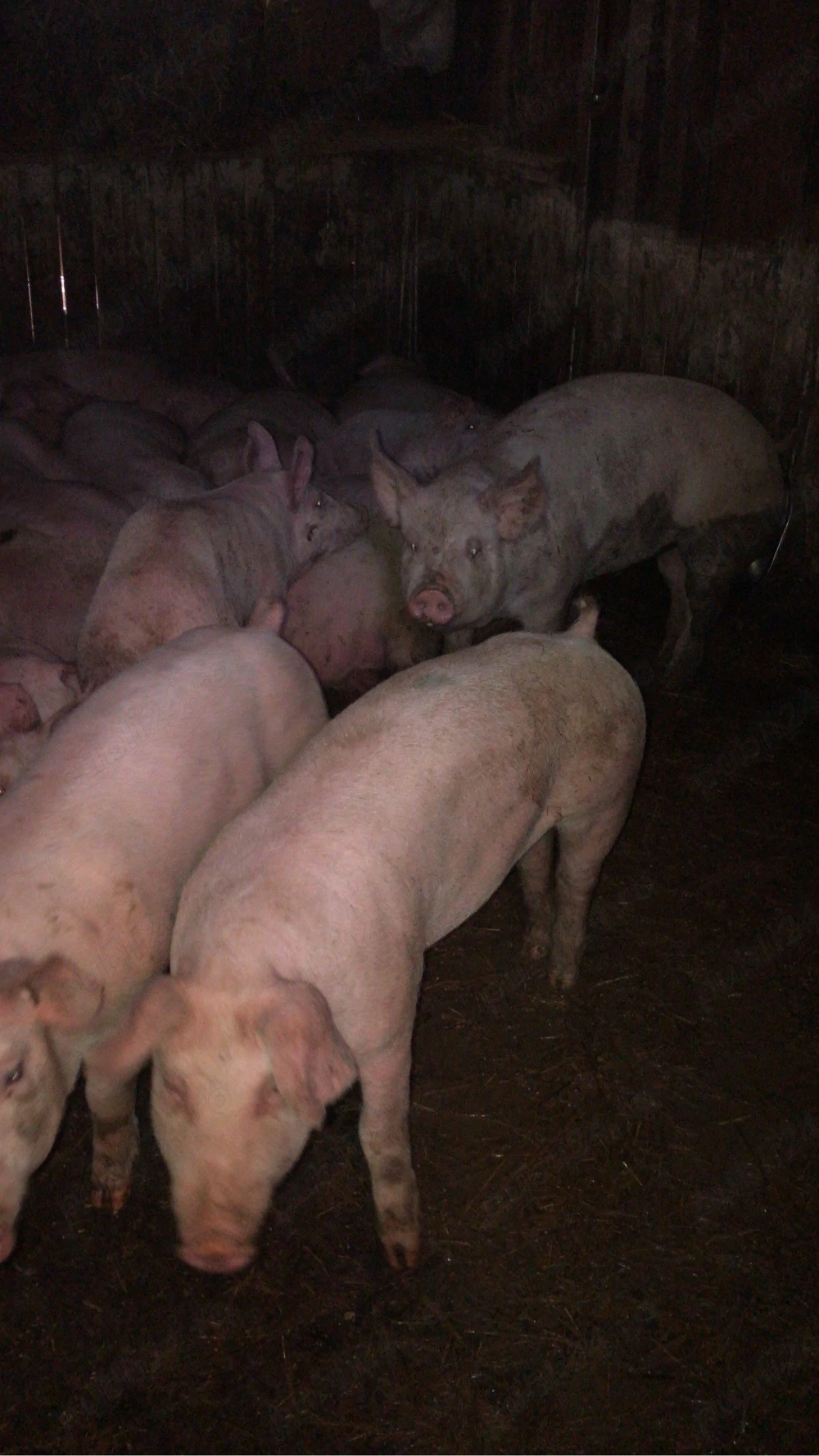 Porci de carne