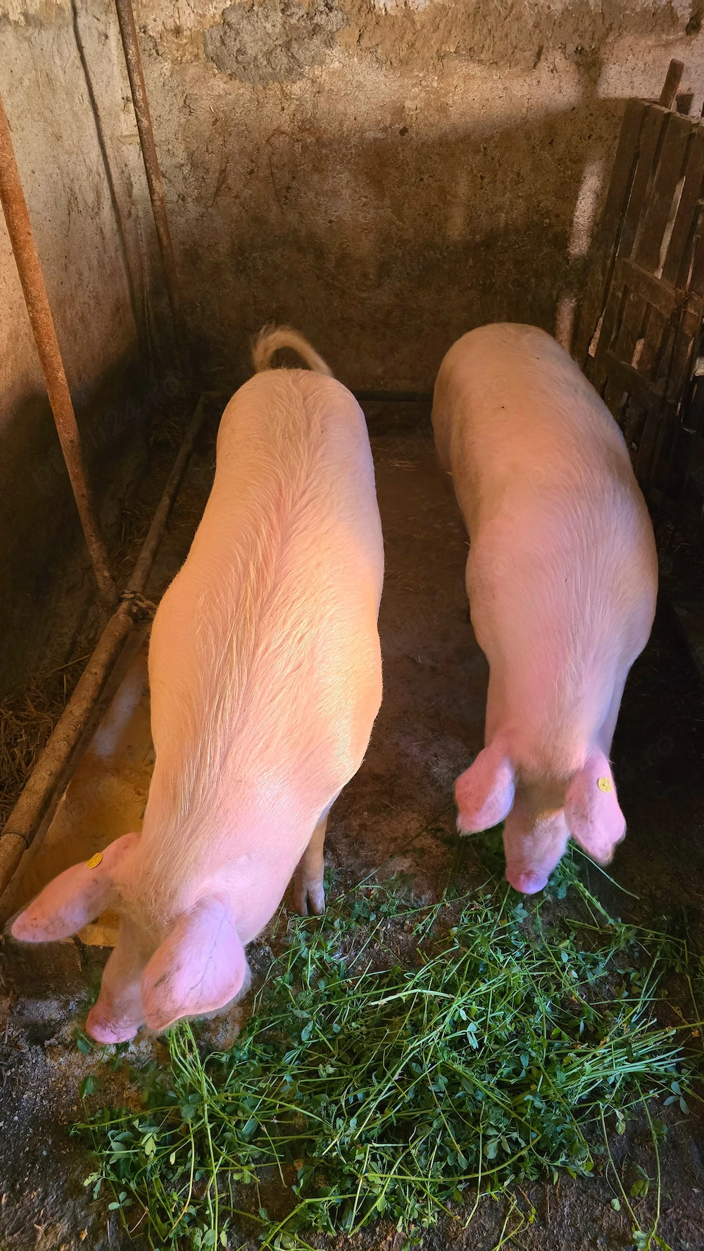 Porci de vânzare!