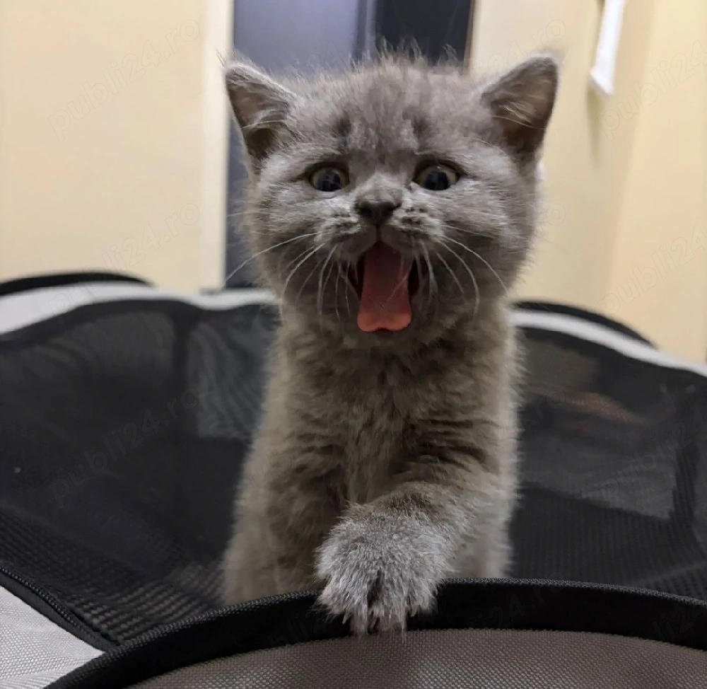 British Blue rasă pură 