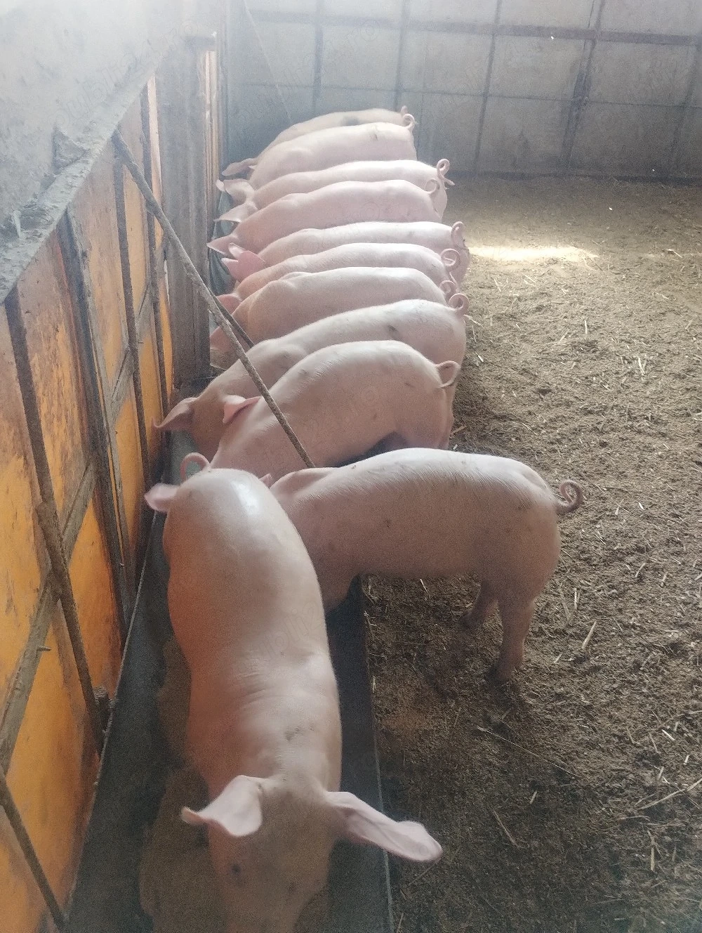 purcei castrați vârsta 3 luni pret 550 lei