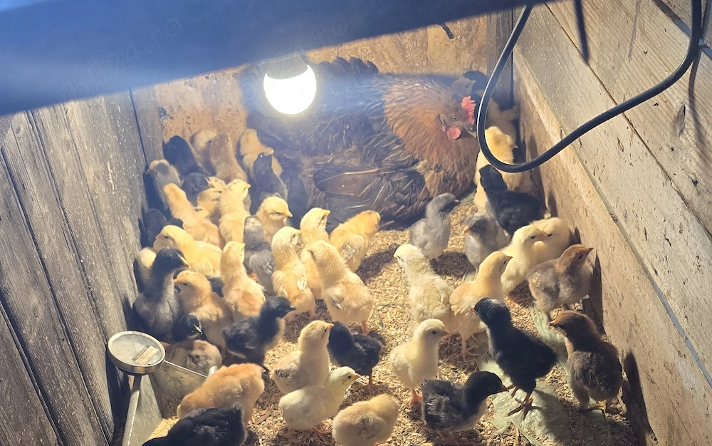 Cloșca cu pui țărănești 
