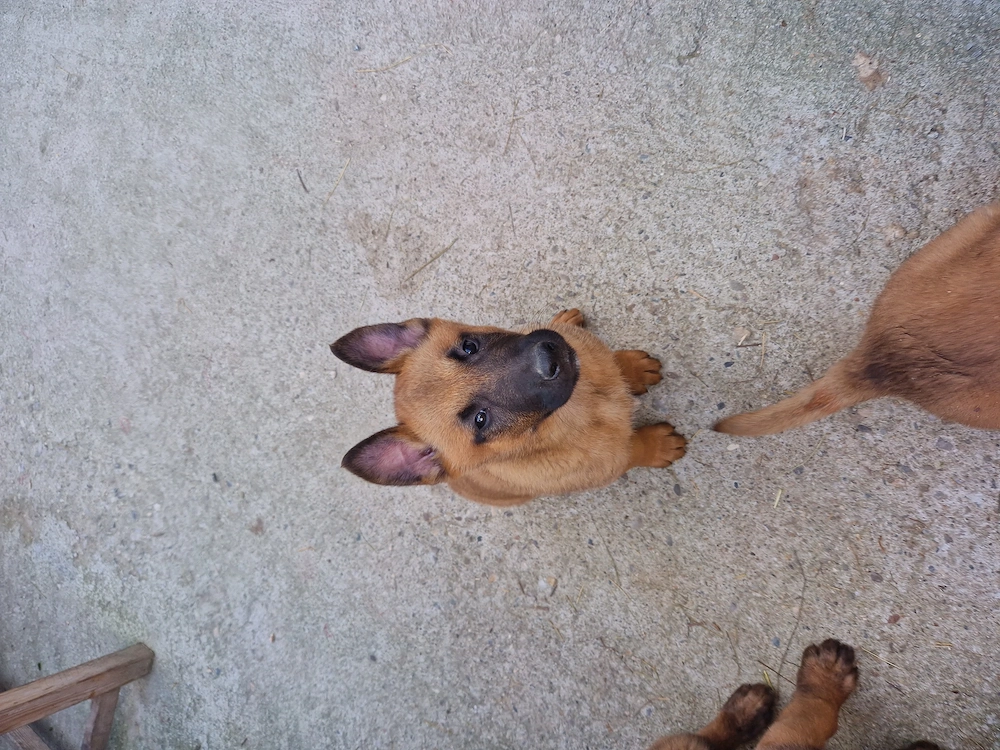 Pui Cibanesti Belgieni Malinois