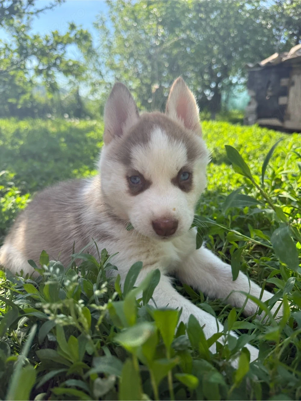 Pui husky siberian