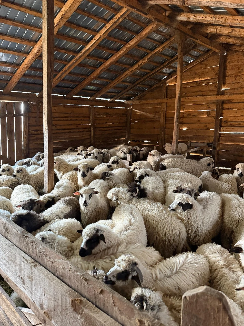 De vânzare miei de sacrificare 