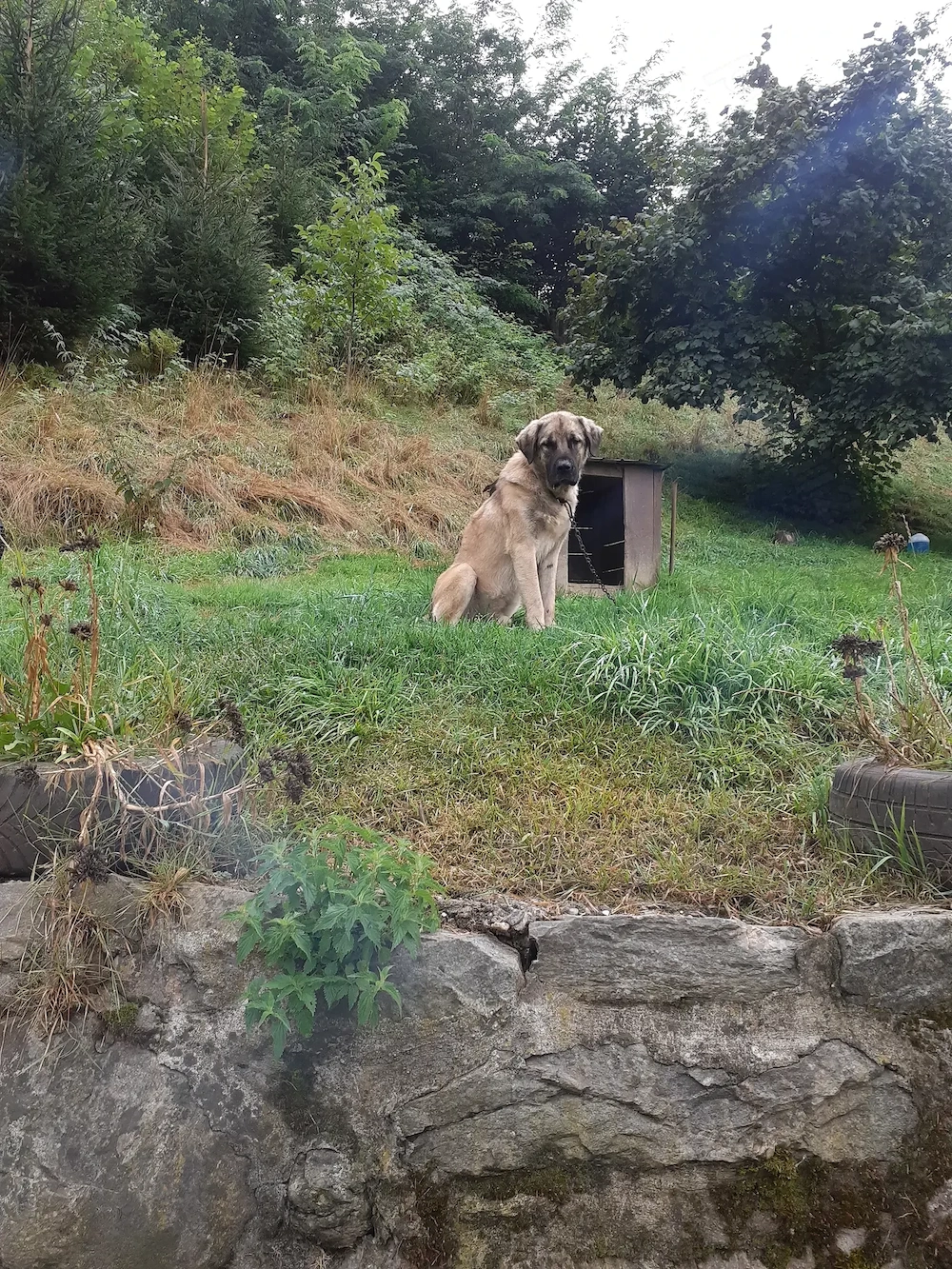 vînd ciobănesc