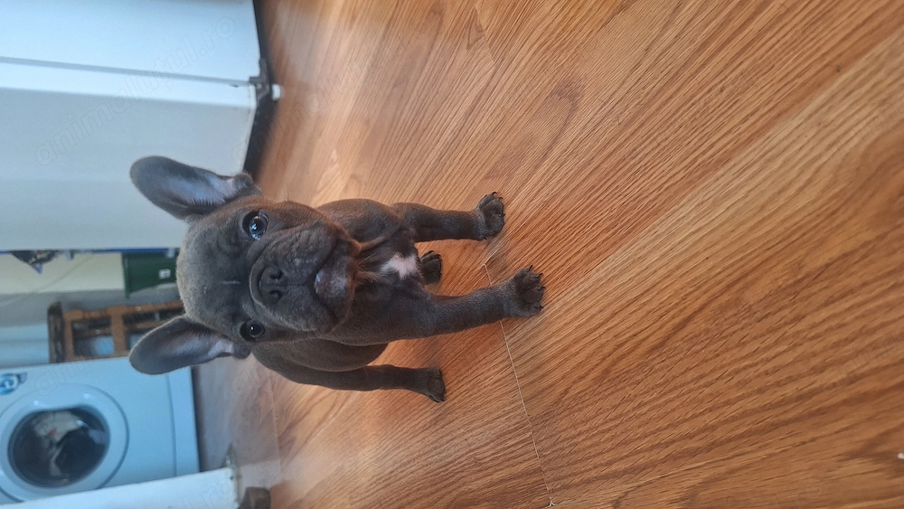 bulldog francez mascul si femele vaccinati si deparazitati conform varstei. 