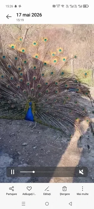 Vând păun în vârstă de 3 ani