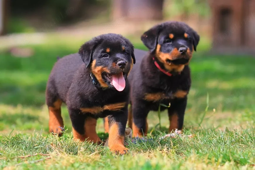 Vand pui catelusi, rasa Rottweiler,masculi si femele.