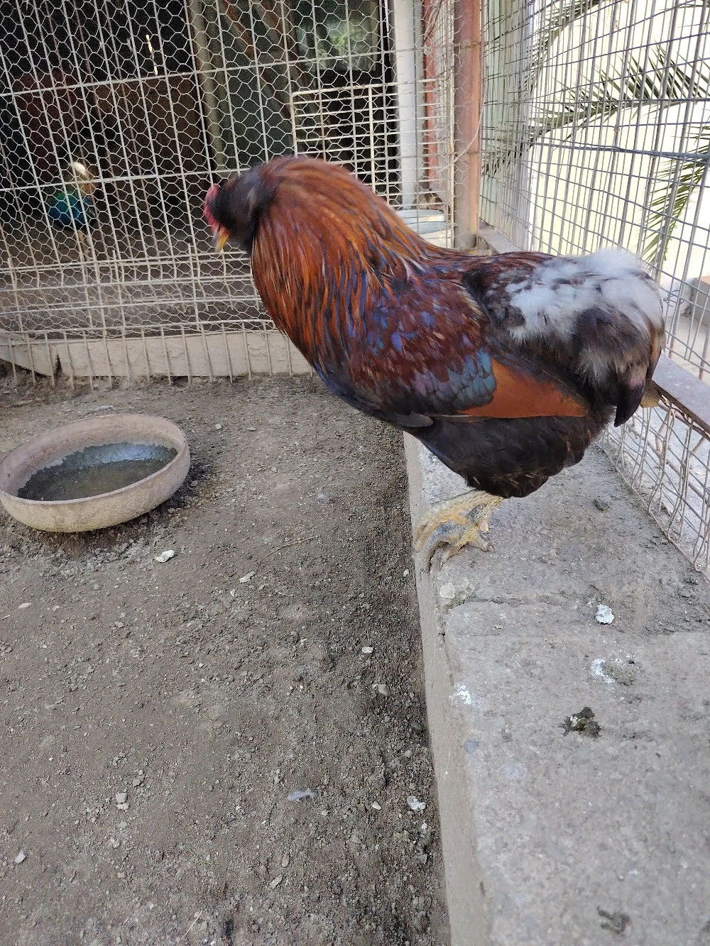 Cocoș Araucana 