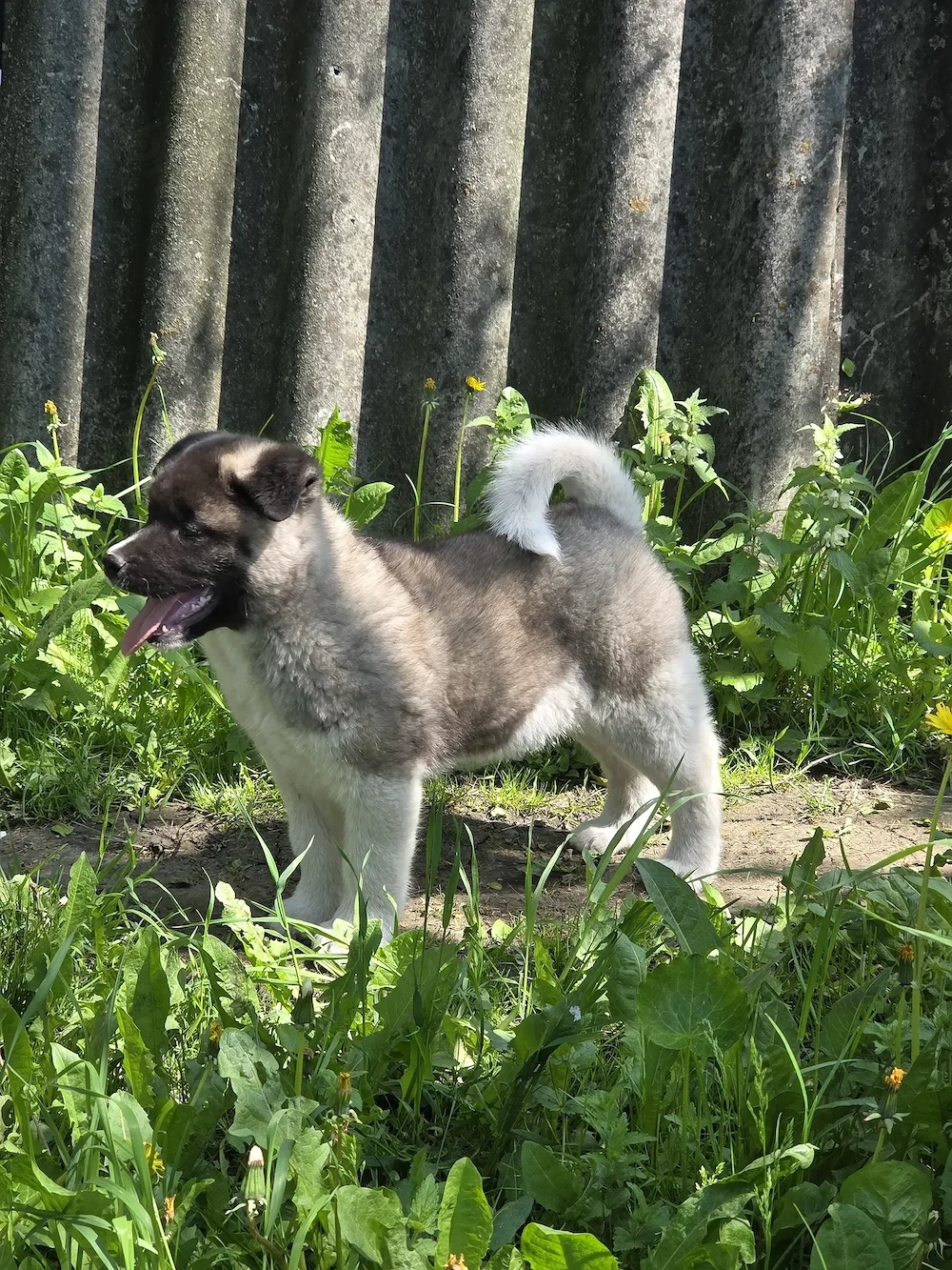 Akita American