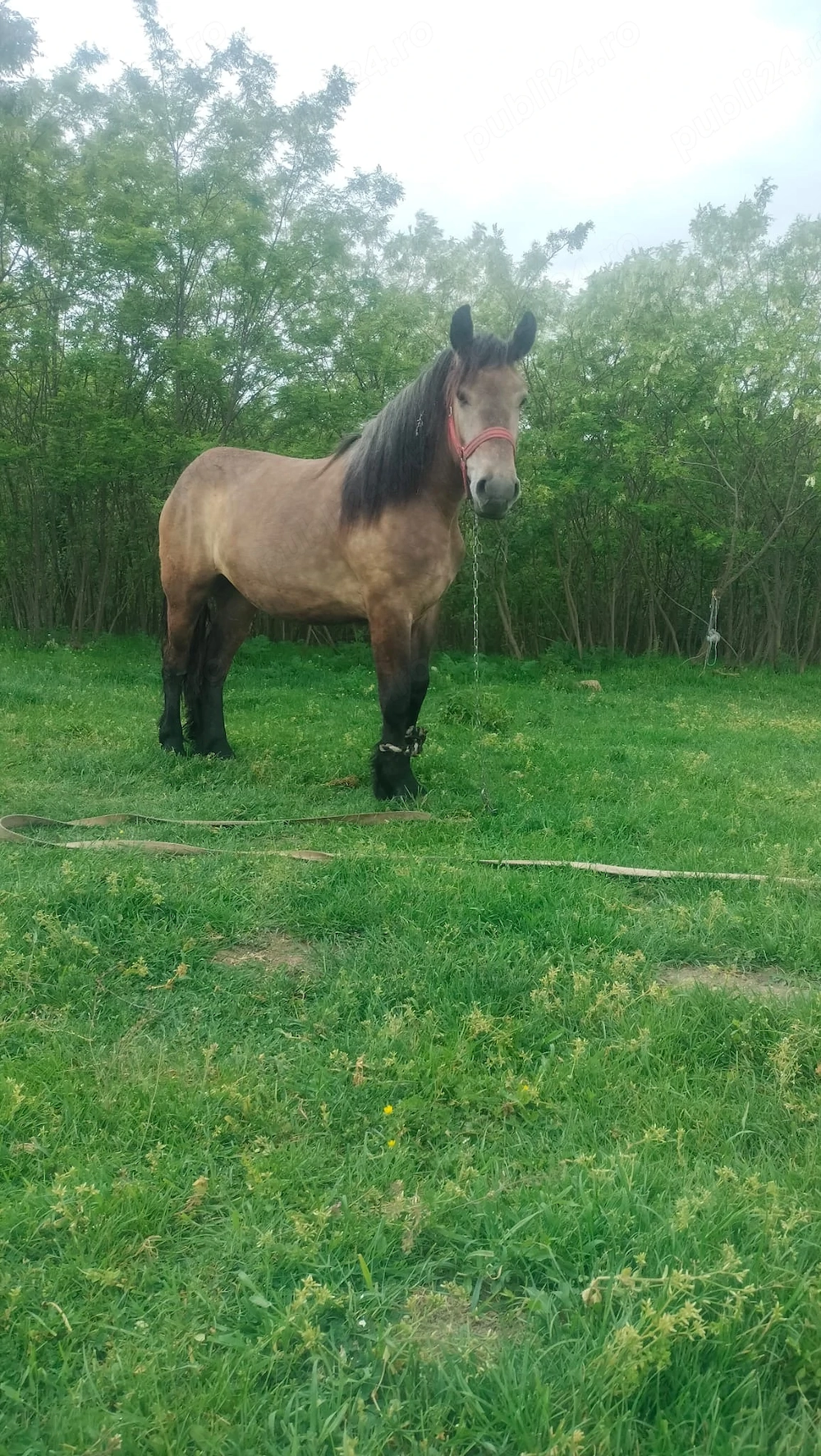 Vând iapa de 2 ani!
