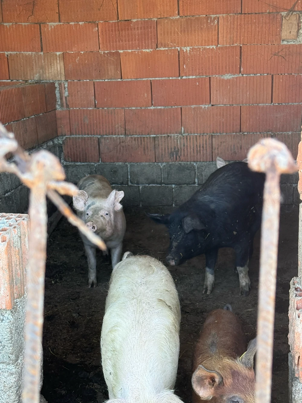 vand porci de toate marimile 