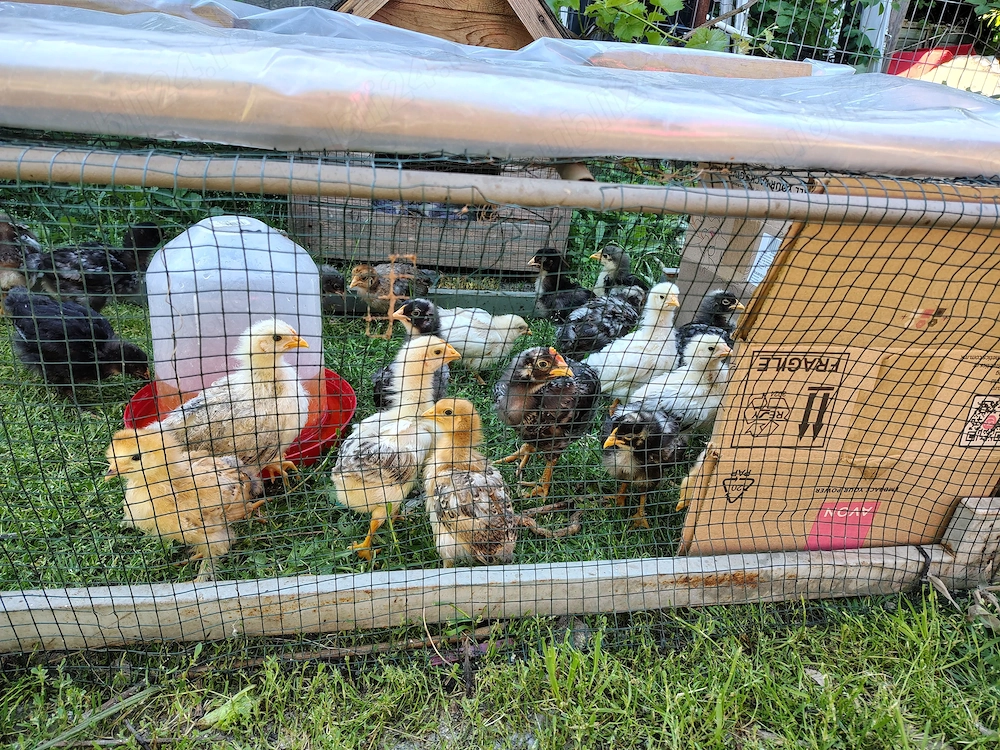 Vand pui de țară " zburați" !