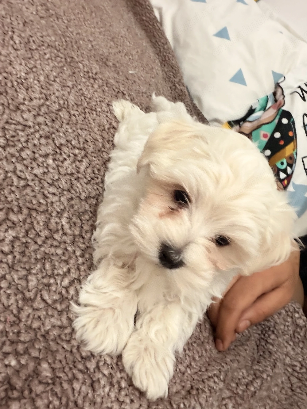 Bichon maltez două fete și un băiat 