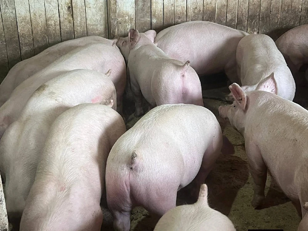 porci de carne 