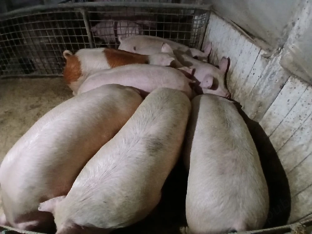 porci de carne 