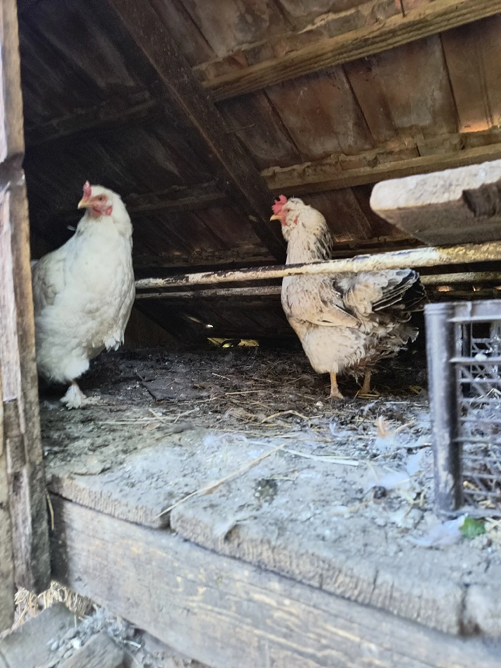 Gaini si cocos de vanzare 