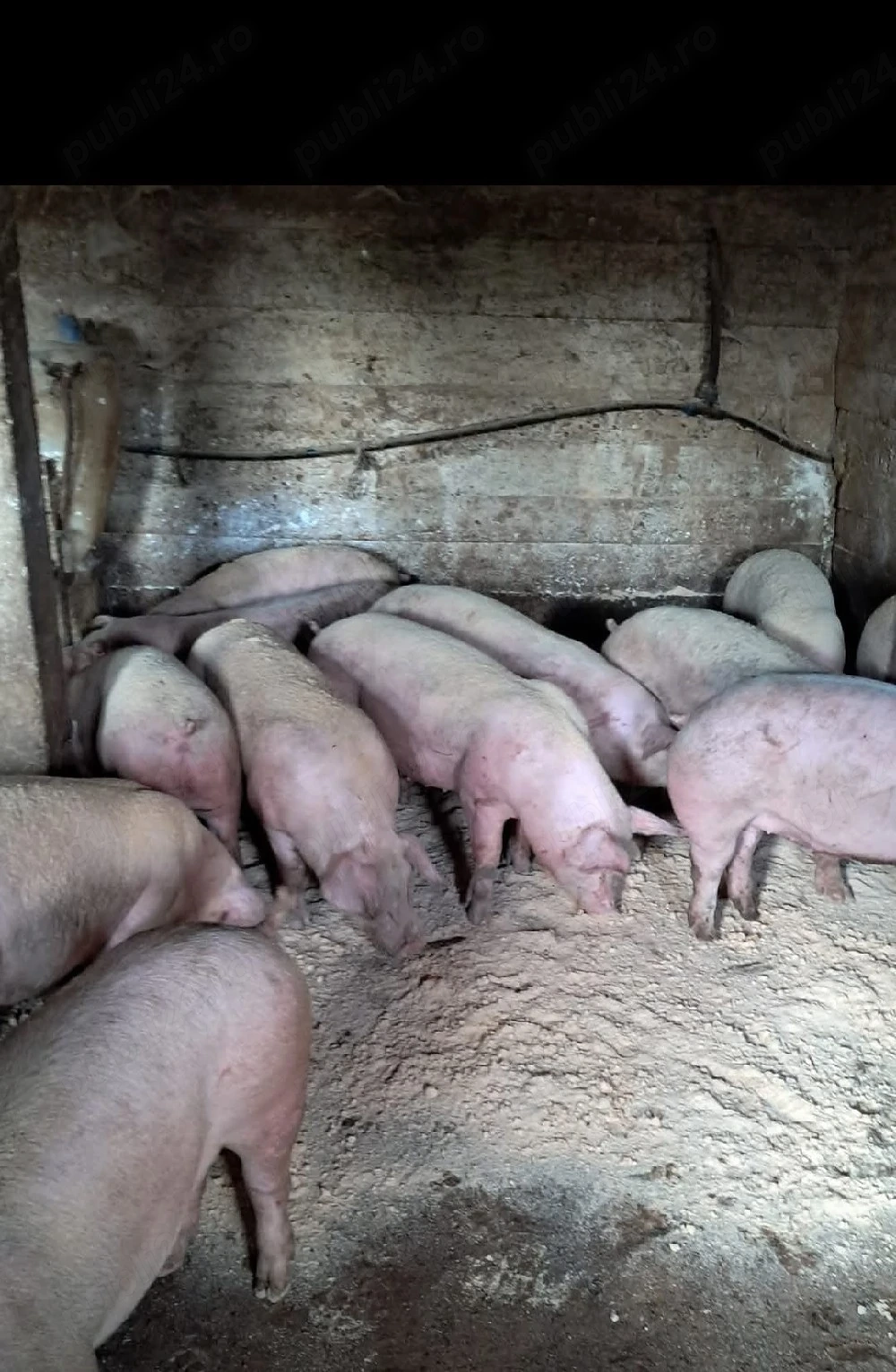 Vand porci de carne 