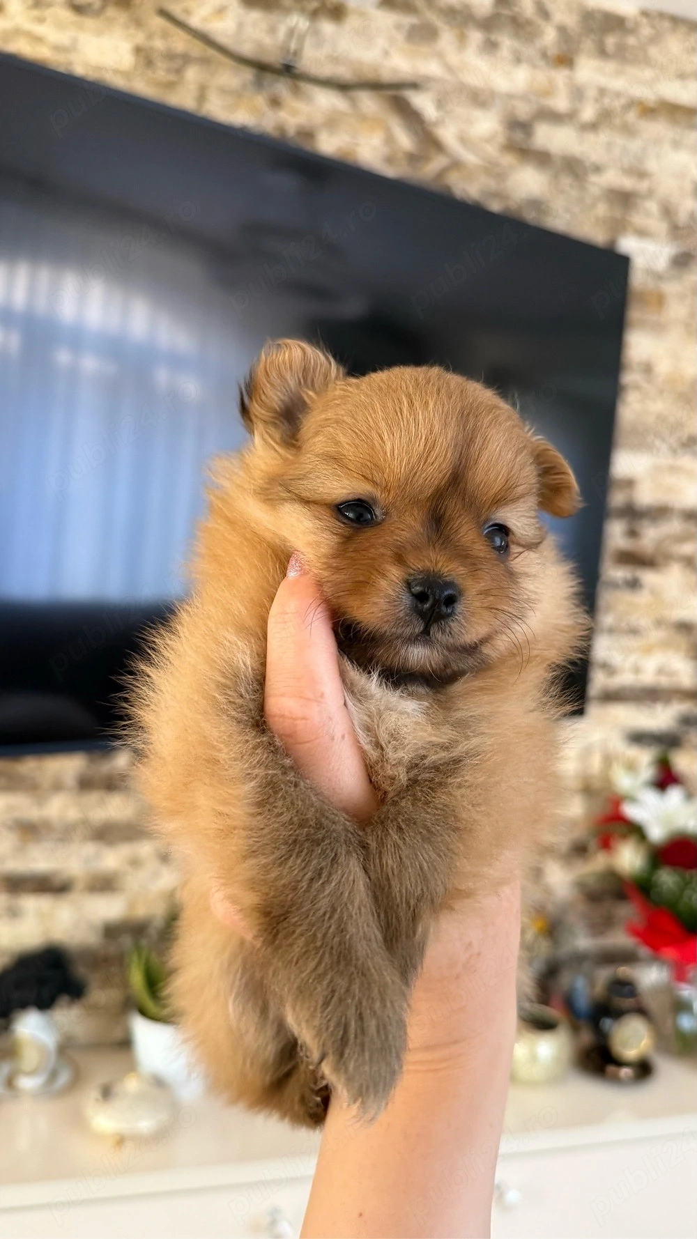 Pomeranian 6 saptamani 