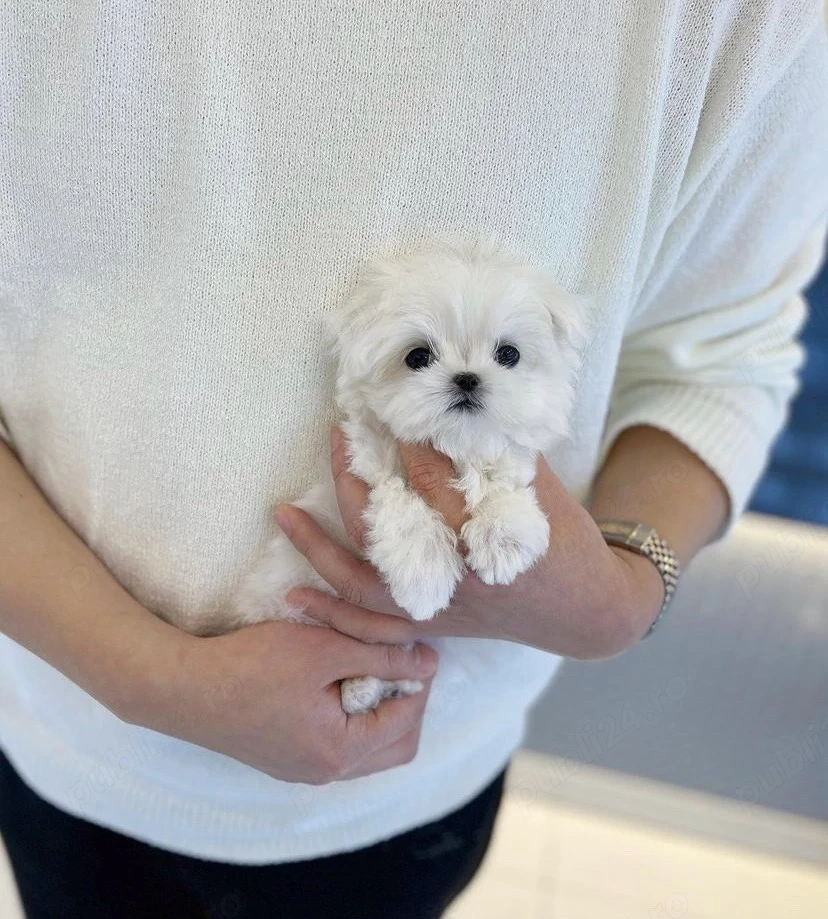 Bichon Maltez Mini Toy 