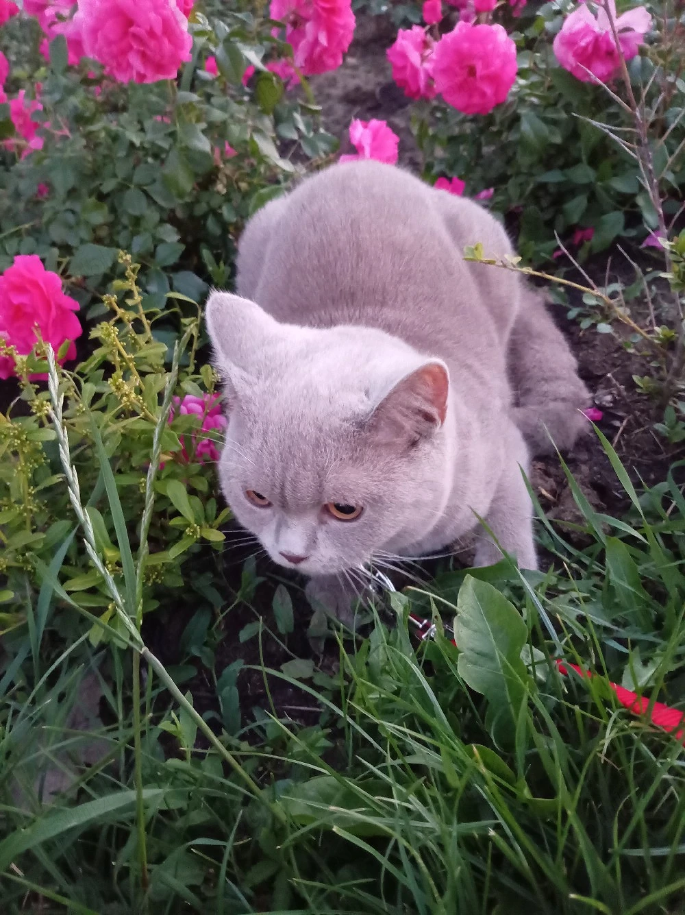  British Shorthair Lilac 