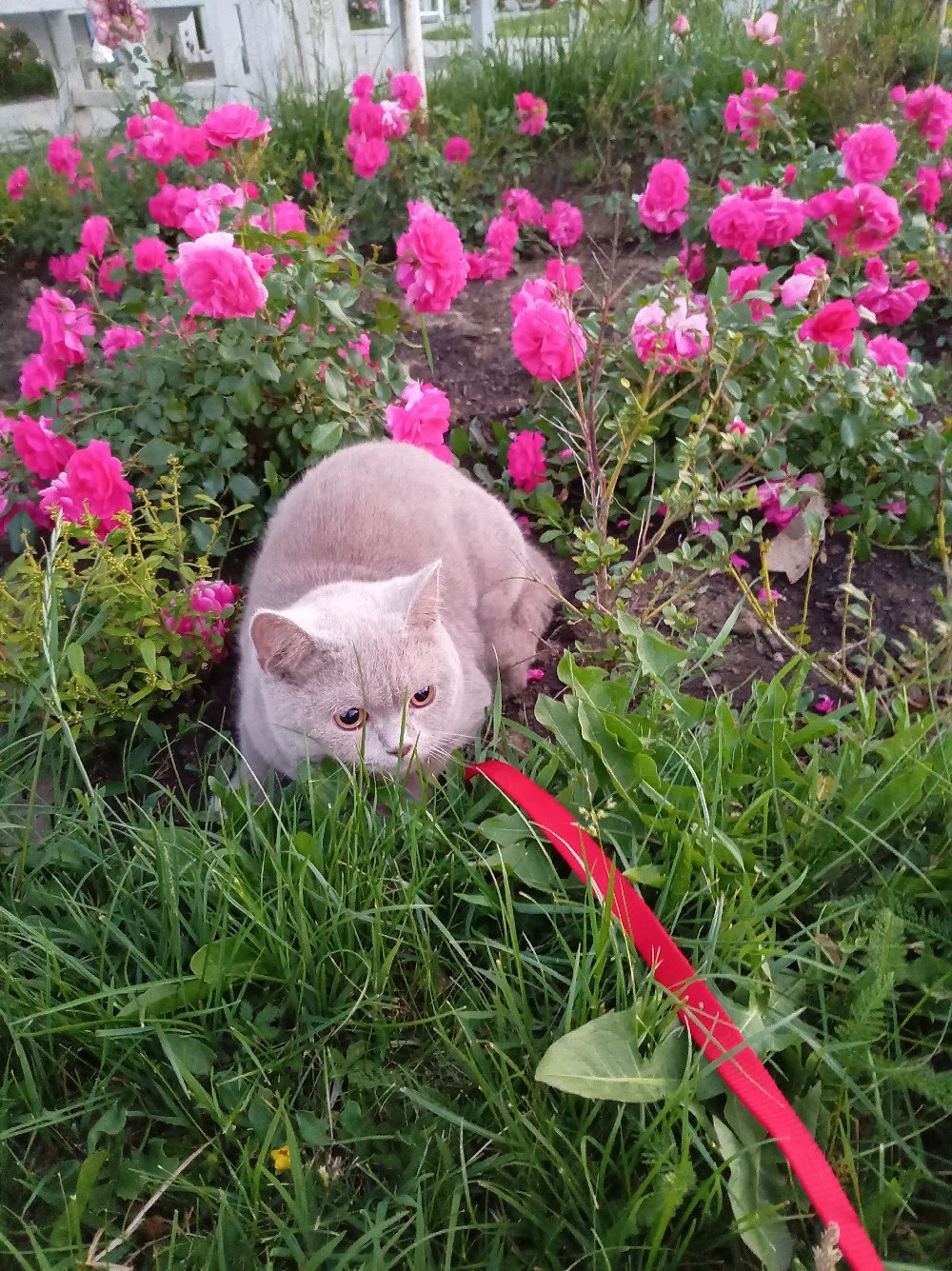 Pisicuță British Shorthair 