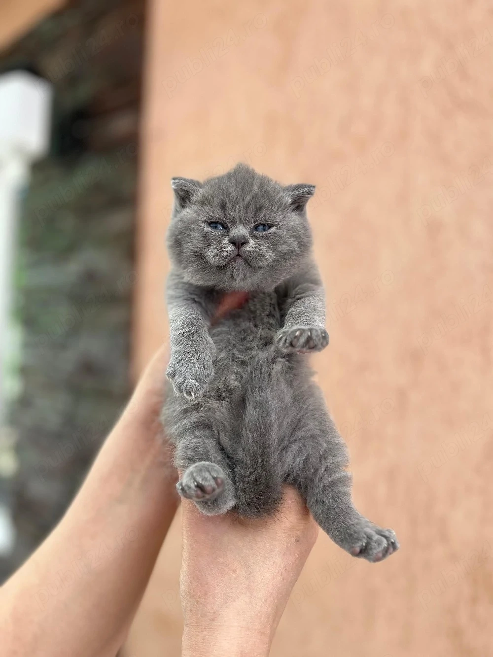 British shorthair blue 