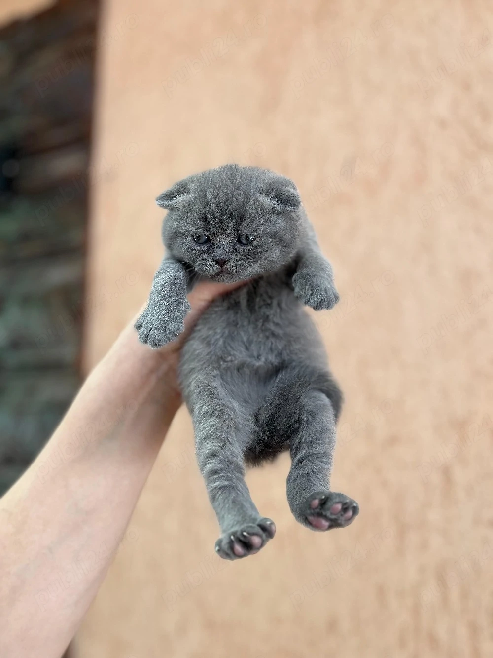 Scottish fold 