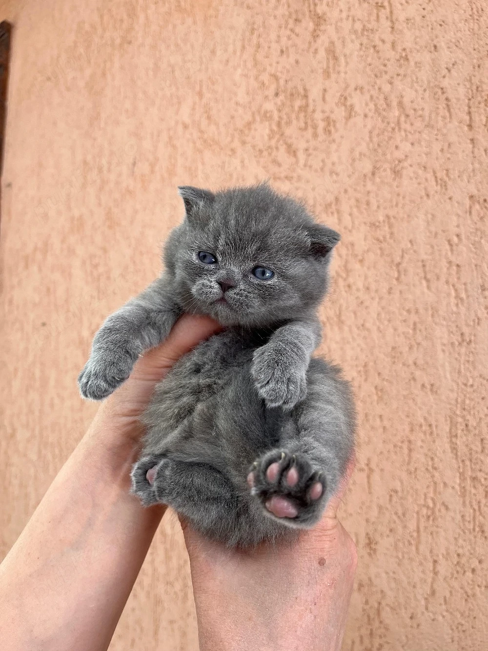 British shorthair blue 