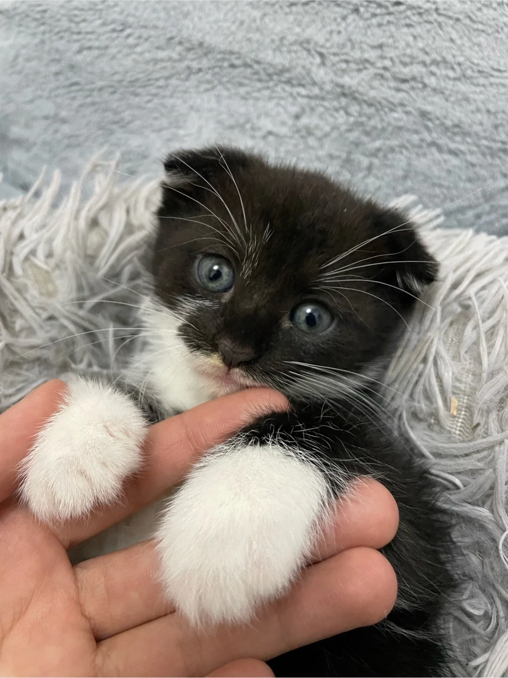 Vand Motan scottish fold cu urechile in jos 