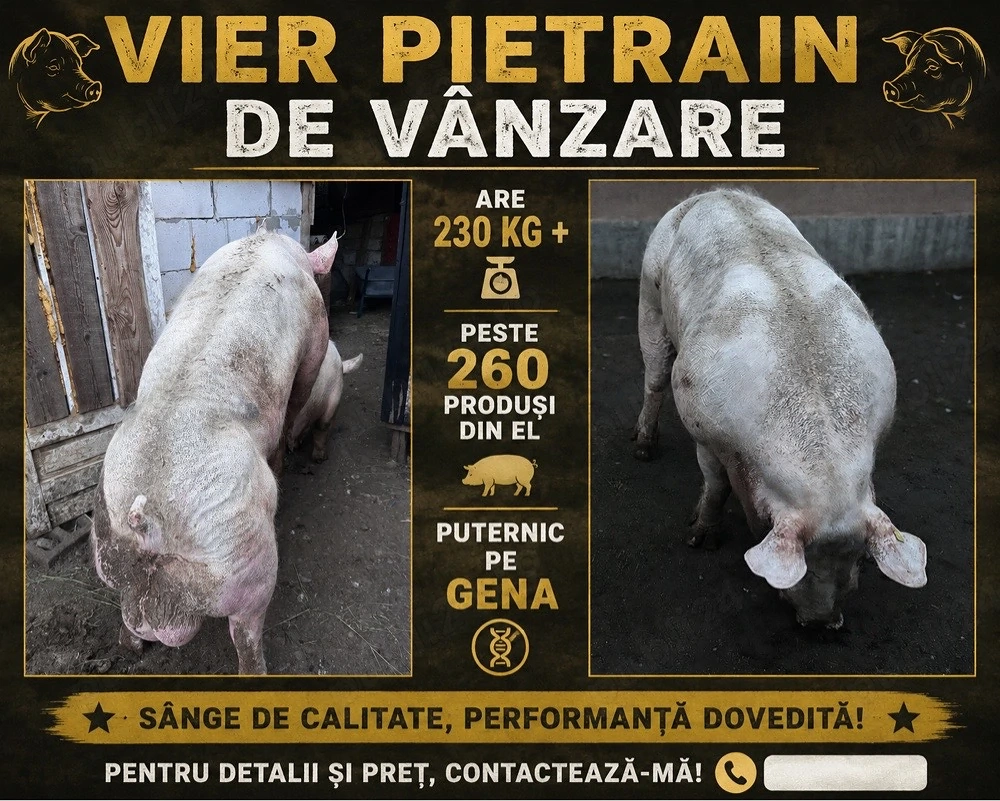 Vier disponibil !