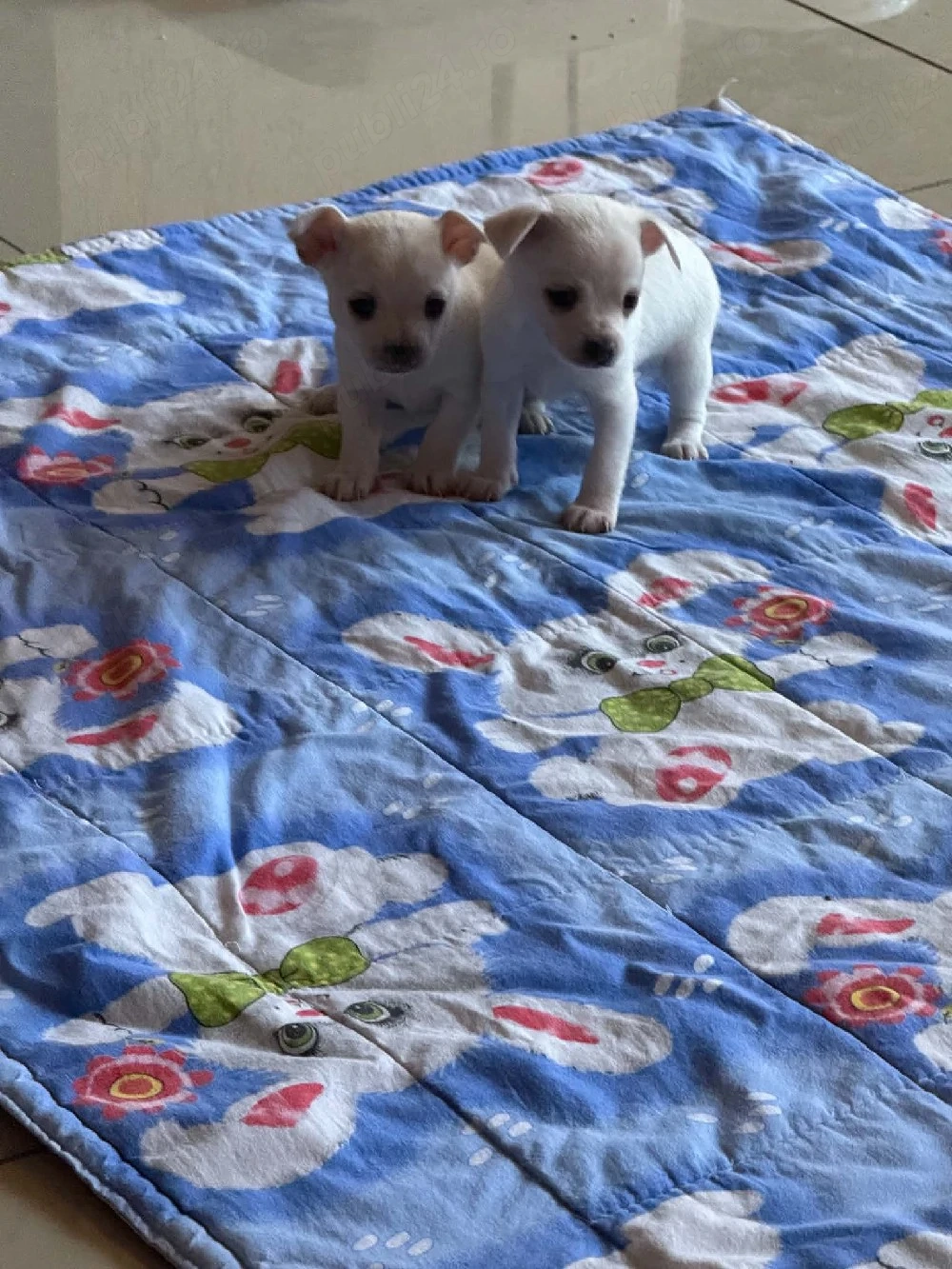 Vand Chihuahua